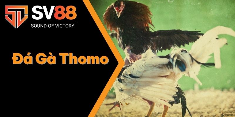 Đá Gà Thomo